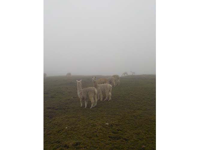 Alpacas in the fog